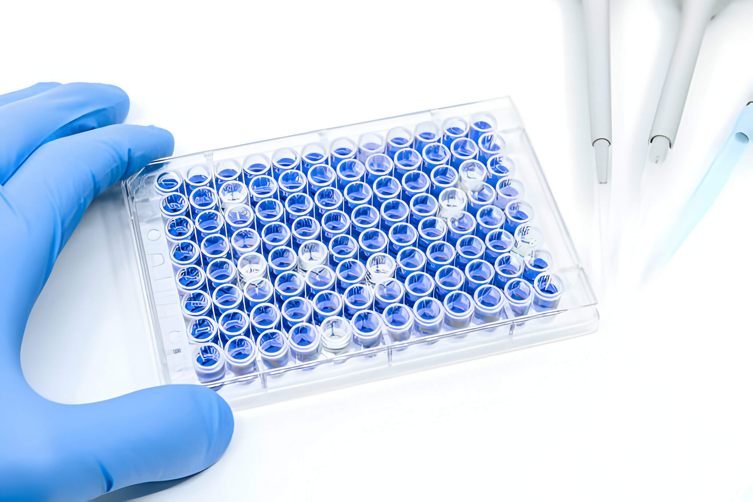 科学家手持 96 孔微孔板，用移液管进行 ELISA 免疫测定科学家手持 96 孔微孔板，用移液管进行 ELISA 免疫测定